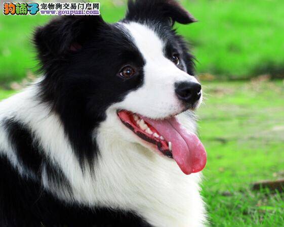 意想不到！原来这么饲养边境牧羊犬是最科学的方法