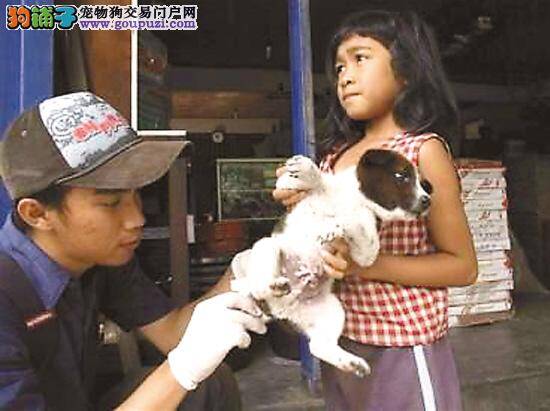 国际动物保护组织提供资金 为数十万只狗接种狂犬疫苗