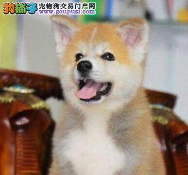 秋田犬拉肚子、呕吐严重吃什么药治疗