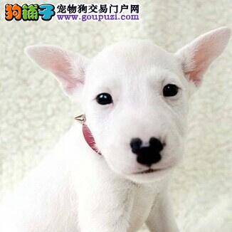 求办法 牛头梗得了脚趾炎怎么治疗