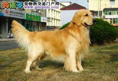调教狗狗有方法 避免淘气的金毛犬惹是非