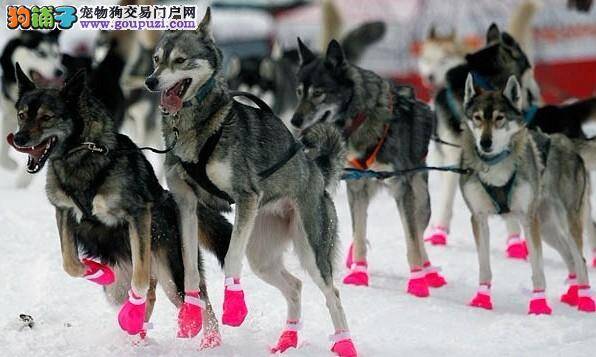 雪橇犬大赛在捷克北部举行