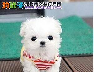 马尔济斯犬咳嗽症状的治疗理念