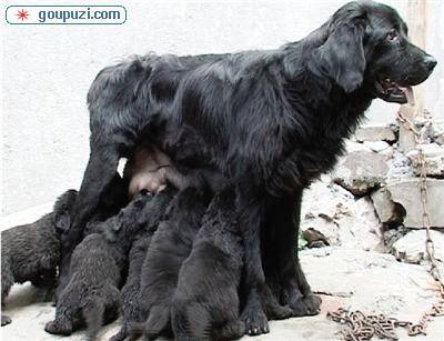 一只一岁半的纽芬兰狗头胎就产下了13只健壮的幼崽