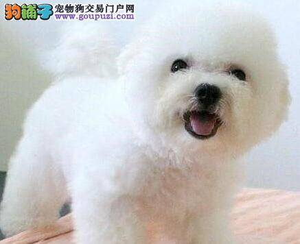 怎样让比熊犬很听话的进笼子里