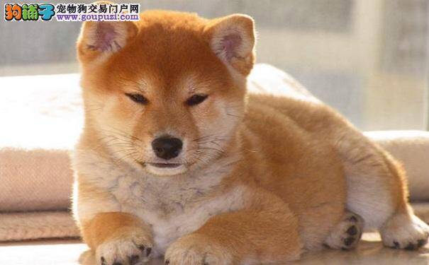 购买柴犬注意事项 买日系柴犬必知