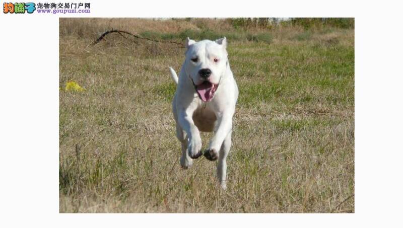给杜高犬选购六类食碗 优缺点评价