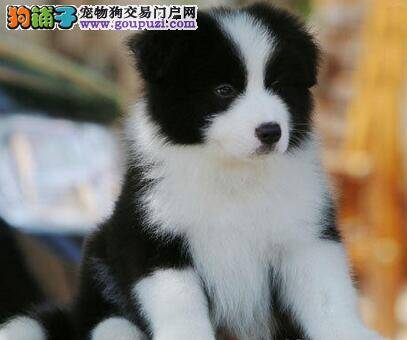 边境牧羊犬身上有皮屑正常吗 应怎么处理