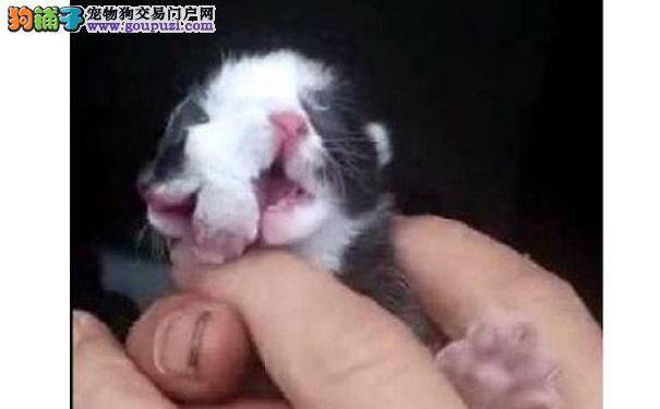 重庆一只畸形“双面小猫” 生下竟有2张嘴巴、4只眼睛