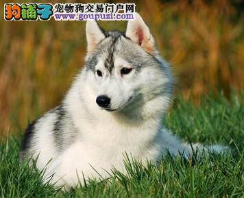 优秀的哈士奇都具有哪些本能反应