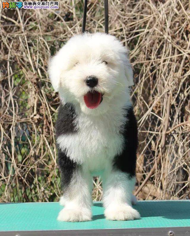 古代牧羊犬什么时候可以驱虫和打疫苗