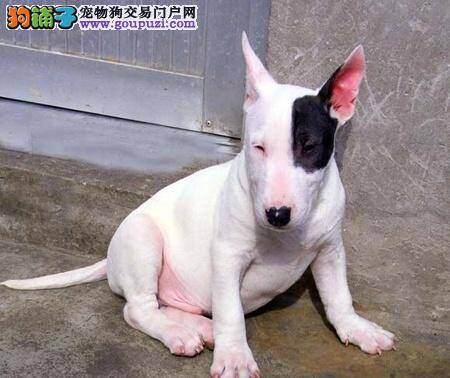 牛头梗嗓子像卡东西一样咳嗽该怎么办