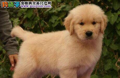 如何对金毛犬进行皮肤病的跟踪治疗