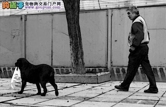 南京出台新规定 盲人携带导盲犬可乘坐交通工具出行
