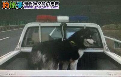 狗狗高速上闹情绪影响主人开车 报警后交警来帮忙带走