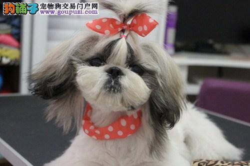 西施犬发烧有眼屎请医生帮忙看看