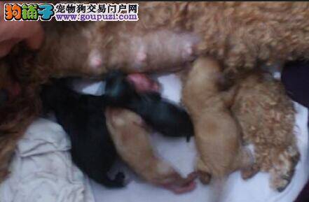 家庭饲养泰迪犬怀孕注意事项