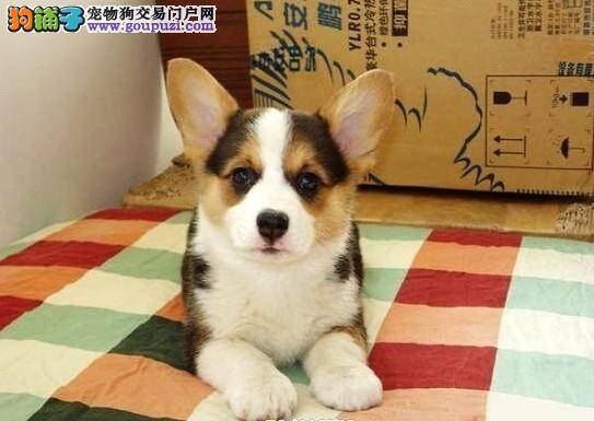 柯基犬细小刚好，越来越瘦如何补充营养