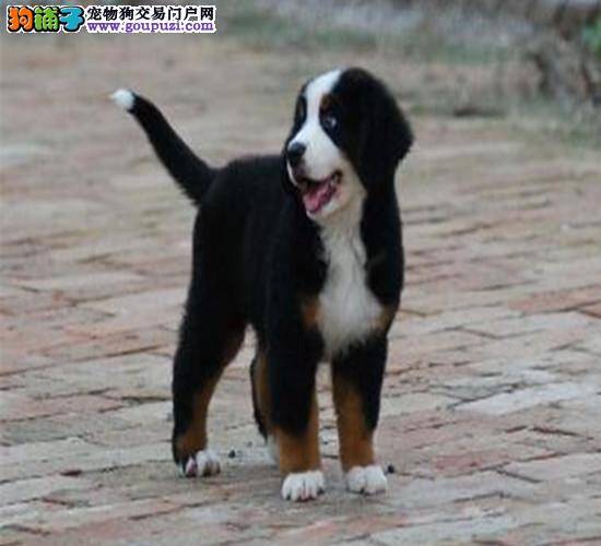 我的伯恩山犬只吐不吃是生病了吗 怎么治