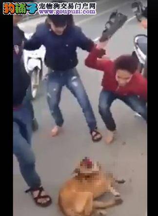 机车爆头还狂踹拖行，越南残忍虐狗影片曝光引公愤