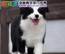 边境牧羊犬的鼻子由黑变浅是什么原因