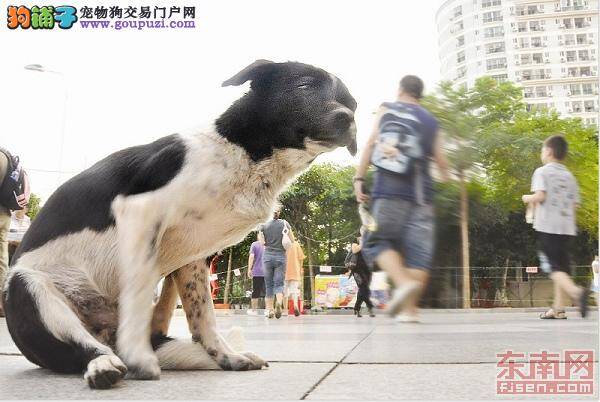 看了不准哭，忠诚小狗原地苦等主人风雨无阻