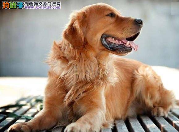 狗狗都爱翻肚皮？金毛犬喜欢搔肚皮的理由