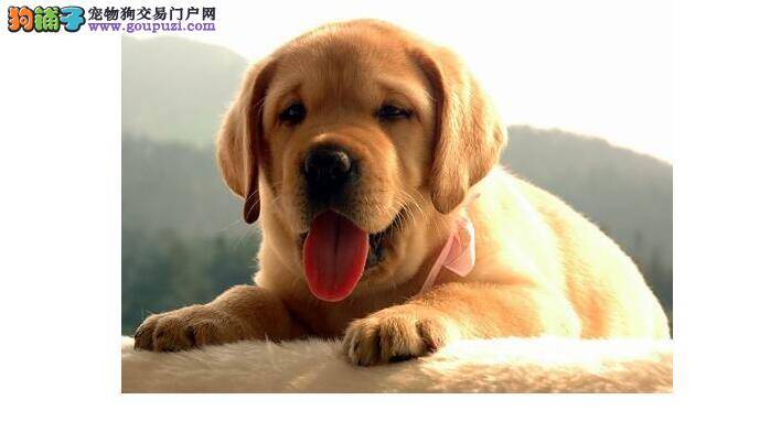 训练拉布拉多犬之前主人应当掌握的10条注意事项