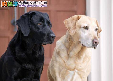 拉布拉多犬的健康与舌色有哪些关系