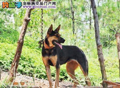 医学护理 怎样处理狼狗脚部的伤口