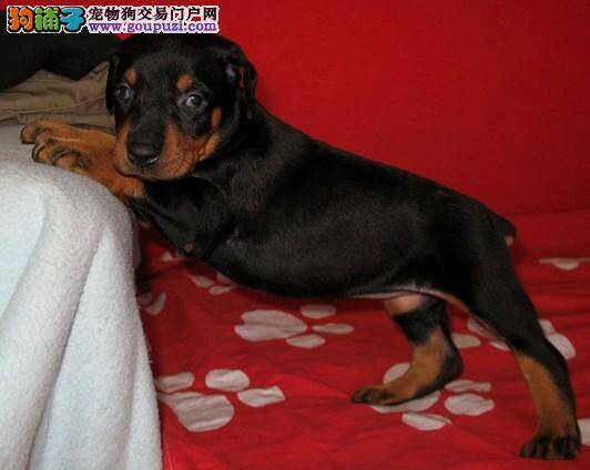 杜宾犬患上细小怎么才能治愈