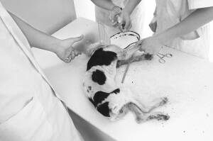 犬瘟热晚期小狗被主人遗弃动物医院为它结束痛苦