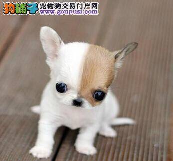 优秀狗狗养成记 吉娃娃是怎样被训练成功的