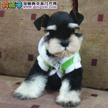 雪纳瑞的训练有哪些最实用的方法