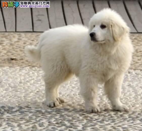 大白熊犬老喜欢乱咬东西怎么教育