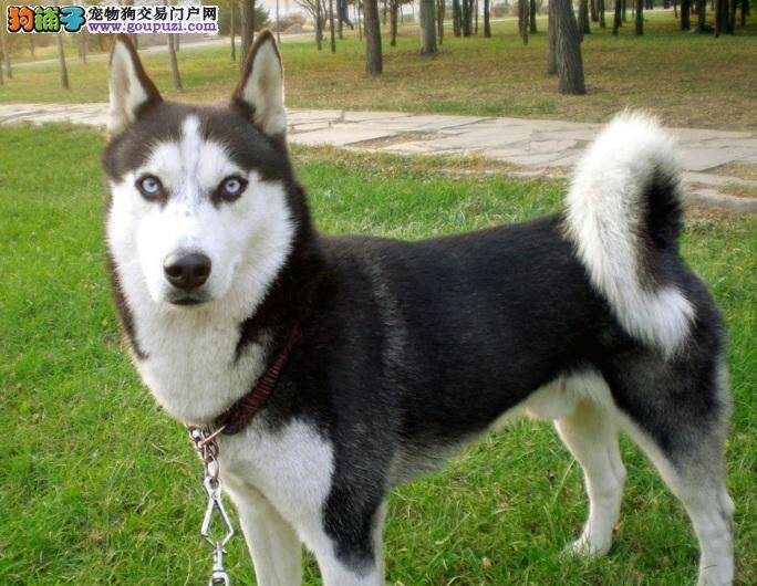 训练哈士奇与主人随行方法