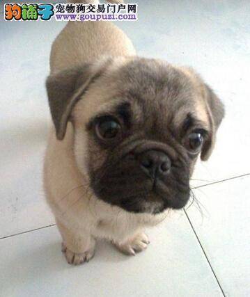 狗狗减肥新诀窍 给巴哥犬减肥的简单方法