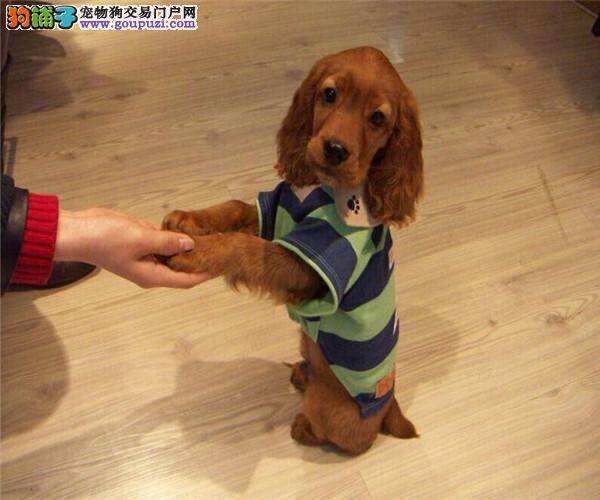 可卡犬感冒发烧引起浑身无力怎么办