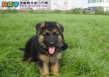 要制止德国牧羊犬乱舔人的坏习惯