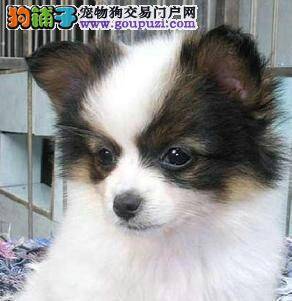 蝴蝶犬各地差价情况介绍