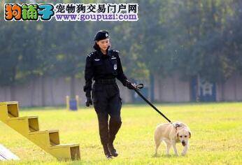 自家狗狗走失 寻找期间偶遇另一走失犬