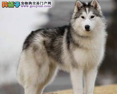 香港雪橇犬咬人上法庭 被告无罪释放