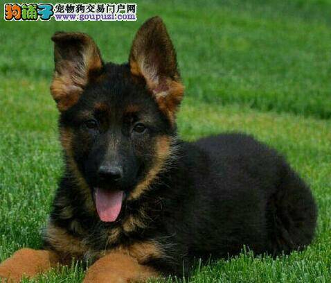 如何鉴定德国牧羊犬是否正宗