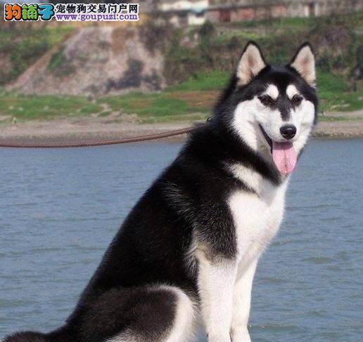 哈士奇神经质乱叫 七招让狗狗迅速安静下来
