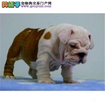 怎样训练斗牛犬“别动” 求训练方法