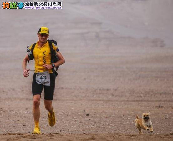 流浪狗不离不弃同跑戈壁沙漠，英马拉松选手众筹领养