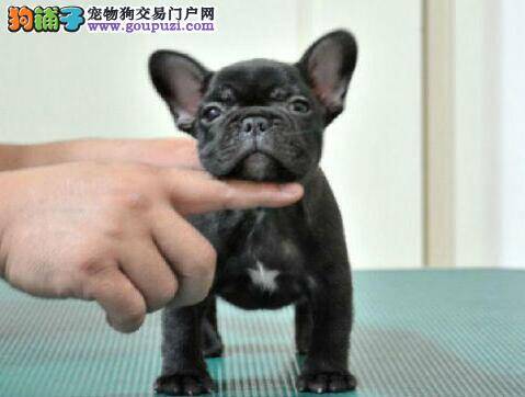 在挑选斗牛犬的时候要注意狗狗的哪些特点