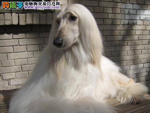 危机重重 如何帮助阿富汗猎犬摆脱跳蚤的骚扰