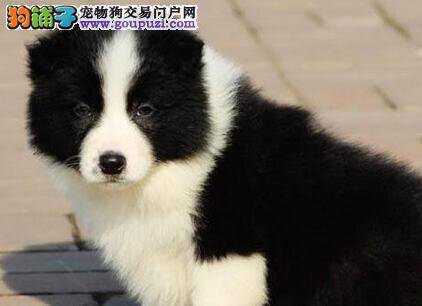 边境牧羊犬长了螨虫应该给它打什么针