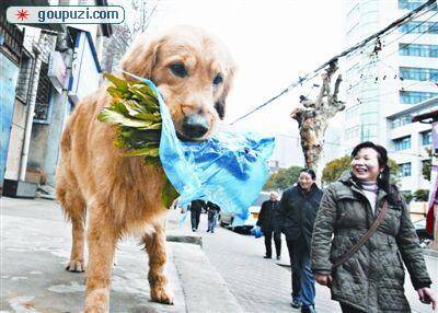 “狗助理”可以帮主人取报纸可以陪主人逛菜场(图)